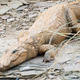 A mugger crocodile